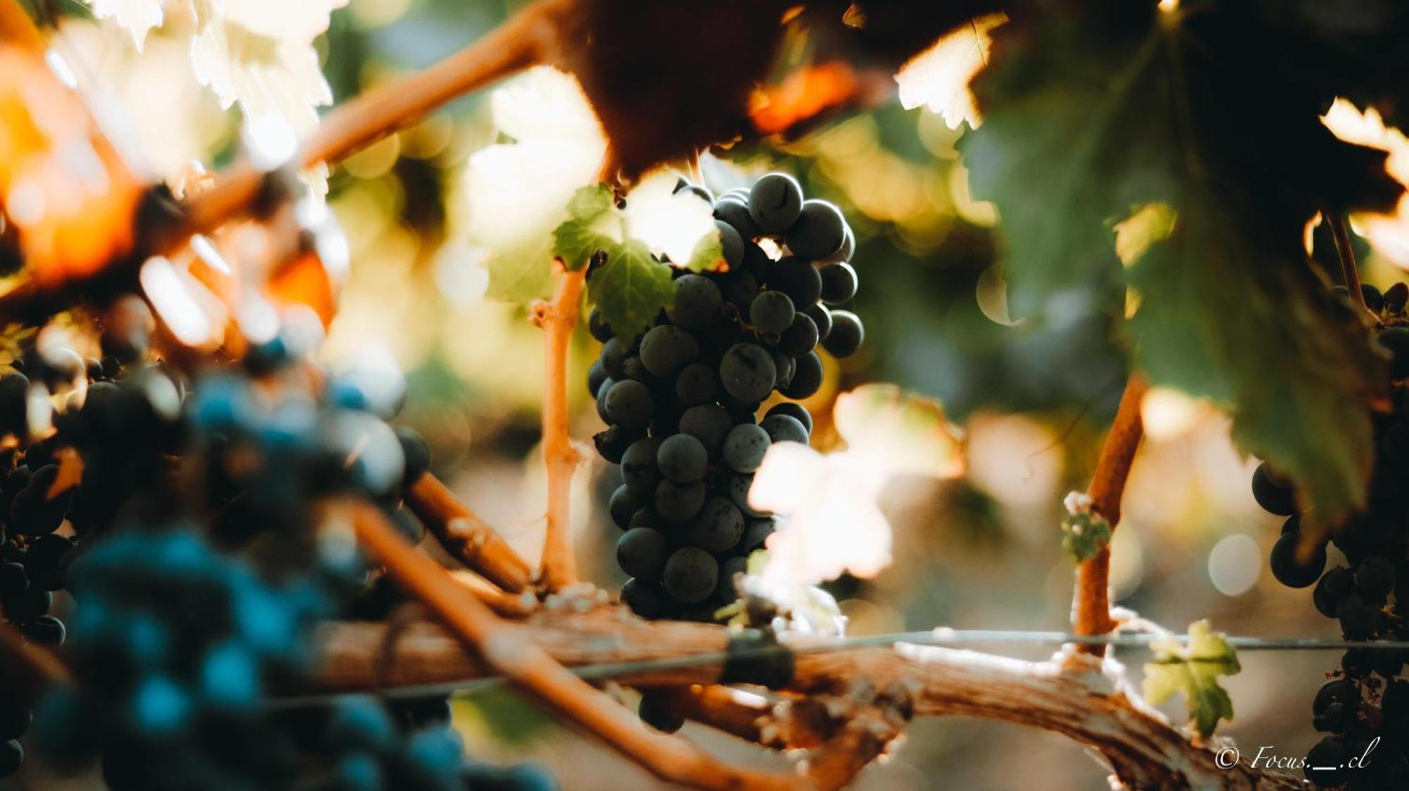 Hotel Boutique Raices De Colchagua 산타크루스 외부 사진